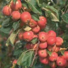 5038838038563 1 Malus Jelly King 12l.jpg